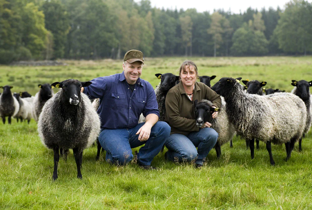 Mikael and Annika with their Gotland sheep in the pasture
