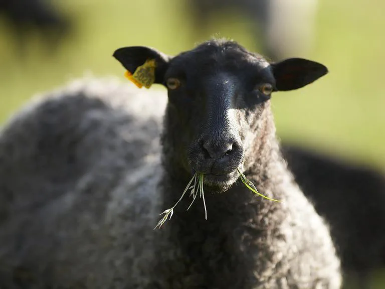 A close-up of one of the farm’s Gotland sheep eating grass