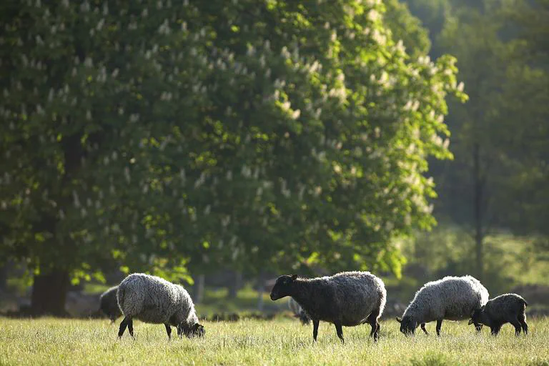 Gotland sheep grazing among the trees on the farm