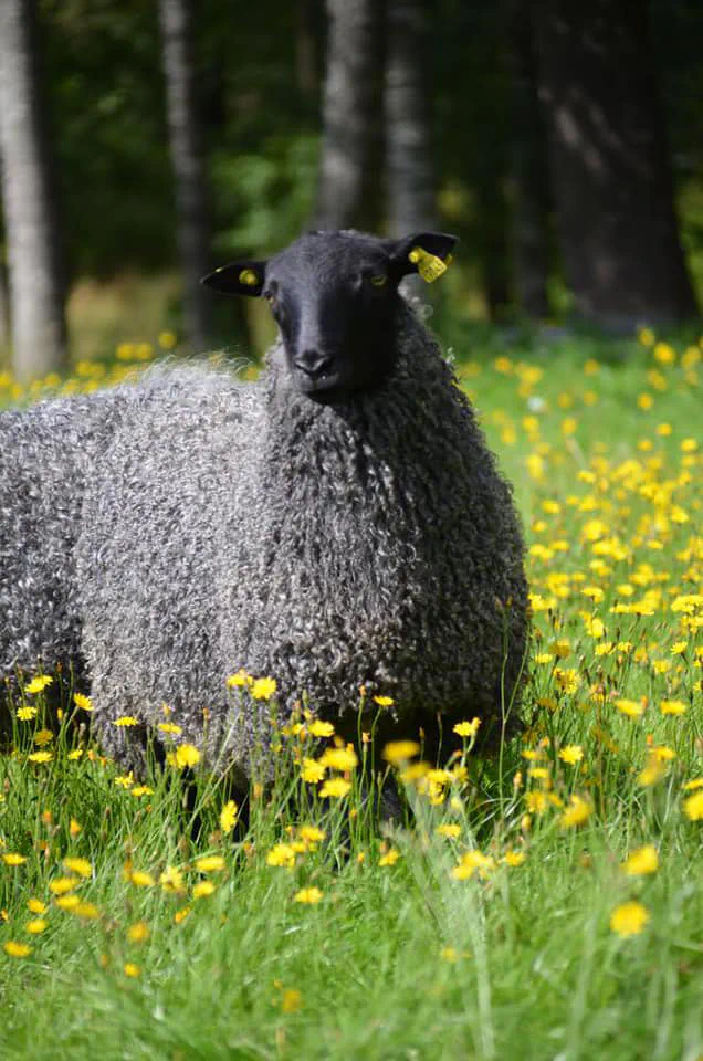 A Gotland sheep with a curly grey fleece and a black head