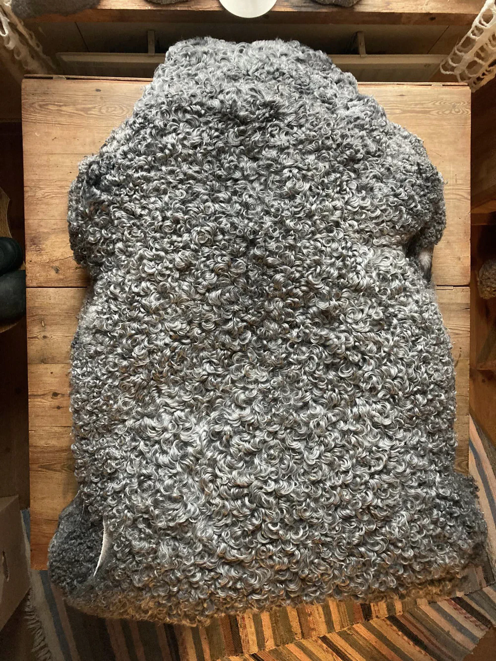 A curly grey Gotland sheepskin in the farm shop
